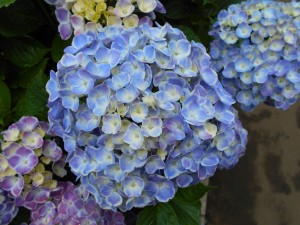 2015-06-12 14.06.17